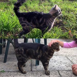 Ralph, Needle Felted Tabby Cat