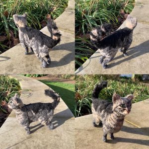 Needle Felted Tabby Cat